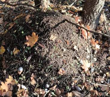 Szczecin: kluczowy kolektor do modernizacji. Bezwykopowo i z poszanowaniem środowiska avatar