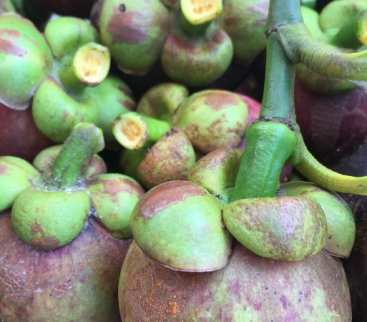 Mangostan cena - ile kosztuje egzotyczny owoc i od czego zależy jego wartość avatar