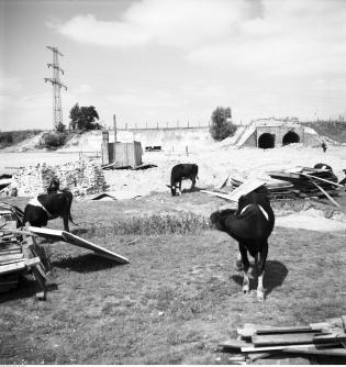 Budowa drogi dojazdowej do Mostu Gdańskiego w Warszawie, 1957 r.  Źródło: Narodowe Archiwum Cyfrowe