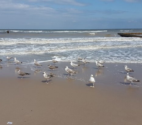 Prace na plaży w Jarosławcu potrwają do końca października br. Fot. Robert Kaczmarek / Shutterstock
