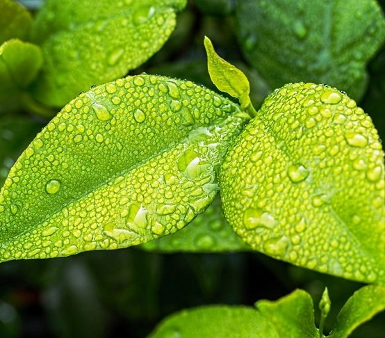 Ogrody deszczowe zbierają i wykorzystują deszczówkę z pobliskich terenów. Fot. Pixabay