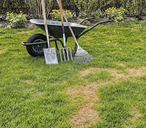 Zakładanie trawnika na starym trawniku – krok po kroku