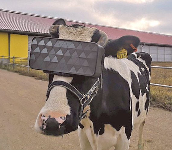 To nie fotomontaż: krowy w goglach VR można zobaczyć w Rosji. Fot. msh.mosreg.ru