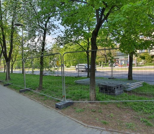 Budowa linii tramwajowej – zabezpieczenie drzew. Fot. Tramwaje Warszawskie