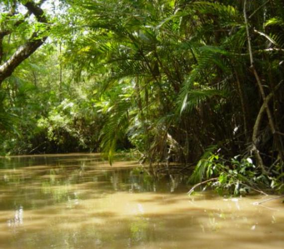 Rzeka w puszczy amazońskiej. Fot. sxc.hu