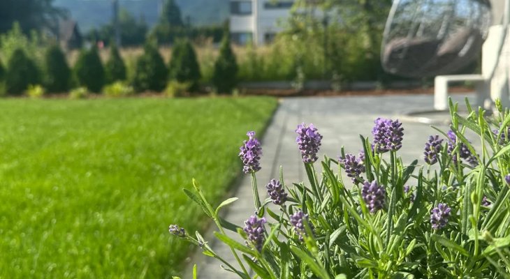 zakładanie trawnika z rolki w ogrodzie, zielone marzenia producent