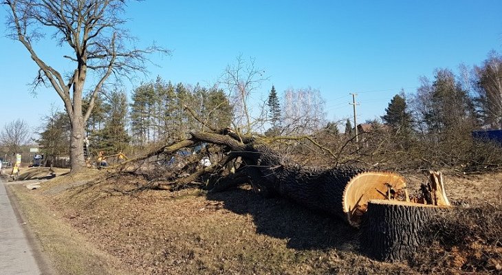 Wycinka drzew na budowie S7 Warszawa–Grójec. Fot. GDDKiA