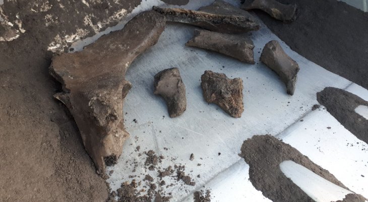 Kości z epoki lodowcowej na  budowie. Fot. Metro Warszawskie