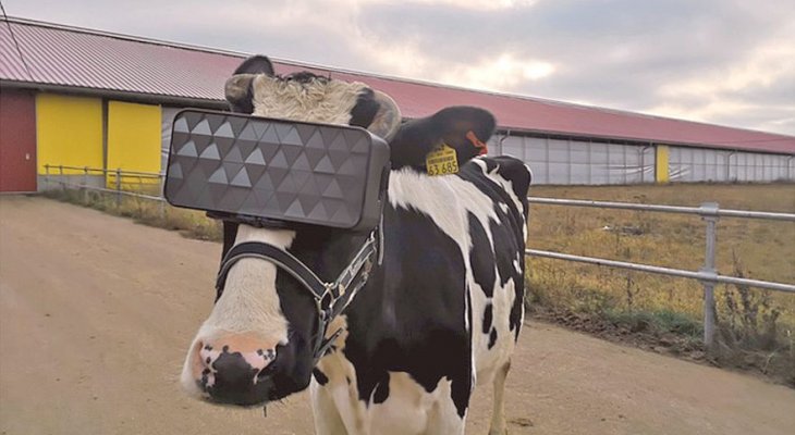 To nie fotomontaż: krowy w goglach VR można zobaczyć w Rosji. Fot. msh.mosreg.ru