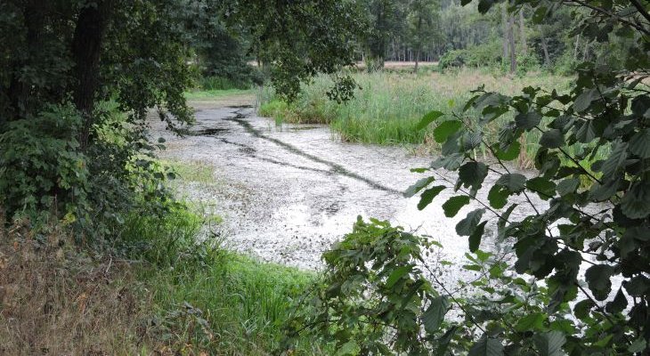 Rzeka Wiercica. Fot. Dawidst/wikimedia