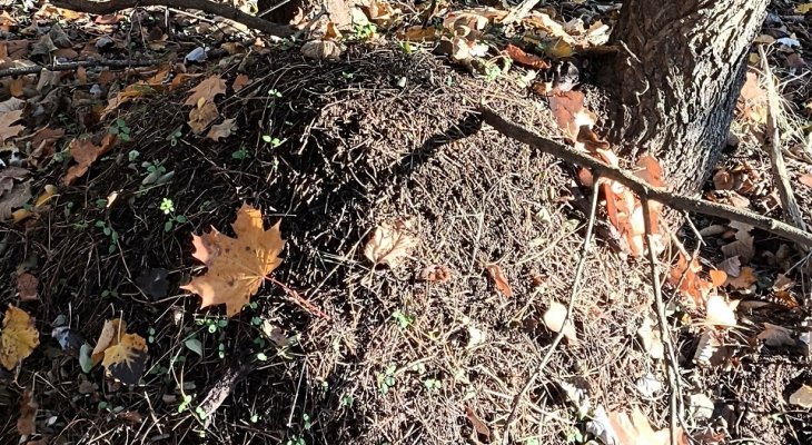 Ze względów środowiskowych zaplanowano dodatkowe działania ochronne. Fot. ZWiK Szczecin