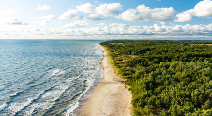 For. Adobe Stock / MNStudio