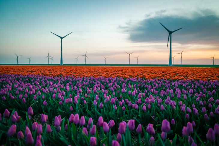 Holandia – kraj „wiatraków”? Fot. fokke baarssen/Shutterstock